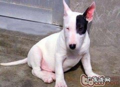 牛头梗打鼻鼾是什么原因