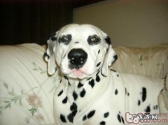 小宠物假怀孕状况的剖析