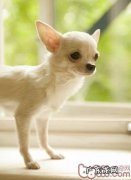 金毛犬多少绝育手术比较好