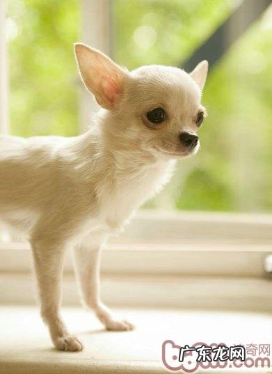 金毛犬多少绝育手术比较好