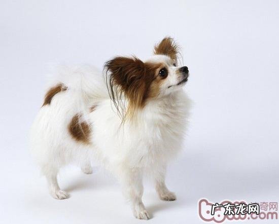 蝴蝶犬得了皮肤疾病该怎么办