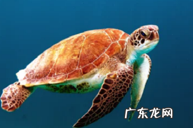 拼多多商品涨价会对店铺有影响吗 拼多多DSR对店铺有什么影响,拼多多工单对店铺有影响吗