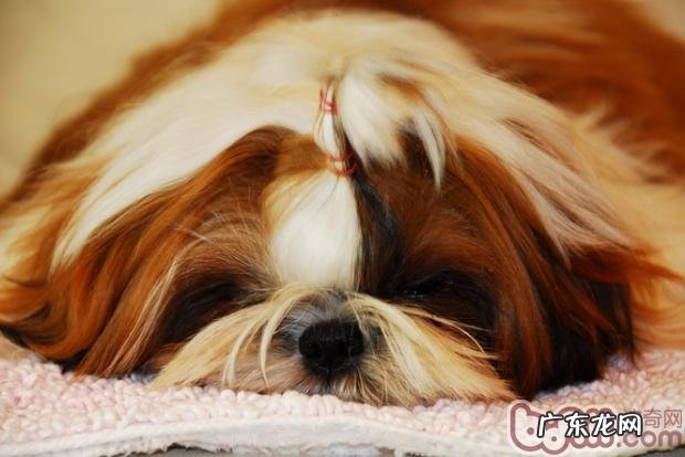 西施犬的繁育专业知识