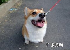 狗狗驱虫服药常见问题