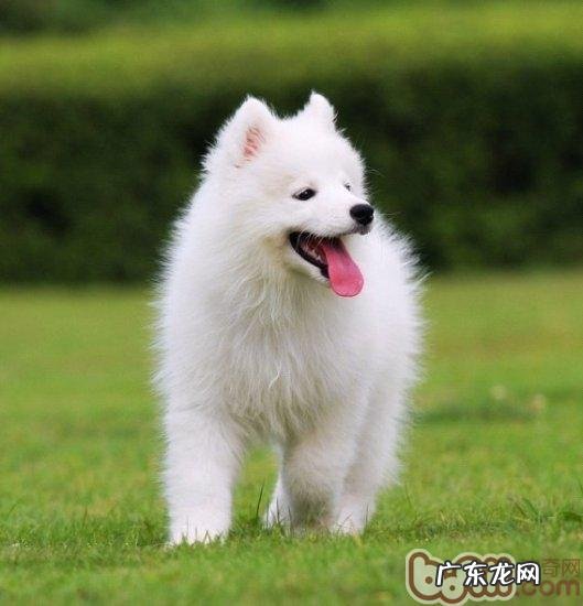 狗狗驱虫后很有可能会出現的反映