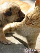 怎样快速的分辨小宠物是不是感柒裂头蚴