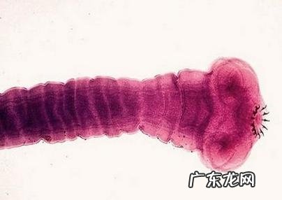 犬猫普遍的身体裂头蚴详细介绍