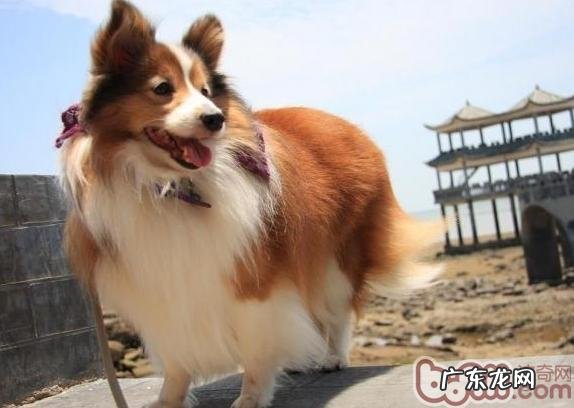 喜乐蒂健康问题早了解