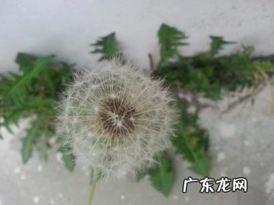 蒲公英的好句子优美,很短 【抖音文案】蒲公英的好句