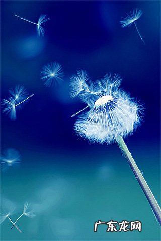 蒲公英的好句子优美,很短 【抖音文案】蒲公英的好句