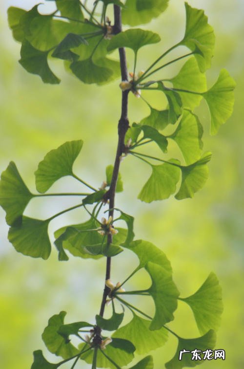 描写冬天的银杏树句子 【抖音文案】春天的银杏树样子描写的句子