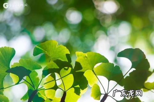 描写冬天的银杏树句子 【抖音文案】春天的银杏树样子描写的句子