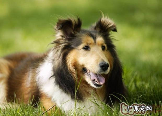 狗狗难产时的解决方式