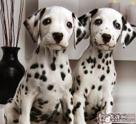 小狗的维生素B族注意力不集中症状