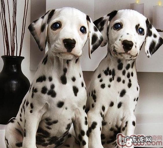 小狗的维生素B族注意力不集中症状