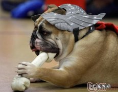 科学研究给斗牛犬补钙补锌