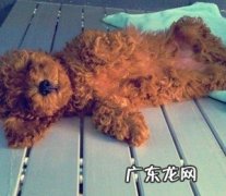 一例泰迪犬圆葱中毒的症状及诊治