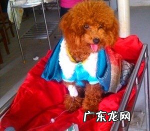 一例泰迪犬圆葱中毒的症状及诊治
