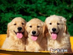 小狗的生长发育状况简述