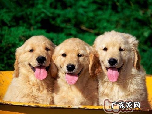 小狗的生长发育状况简述