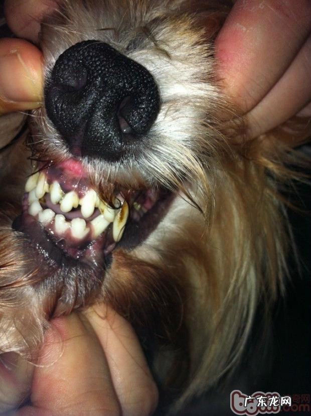 介绍普遍的狗类口腔科难题