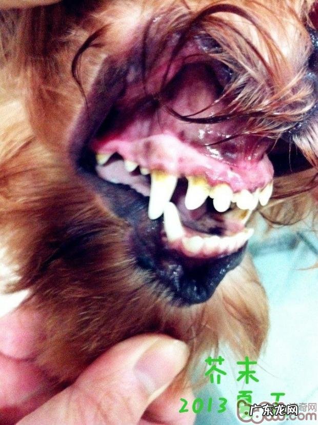 介绍普遍的狗类口腔科难题