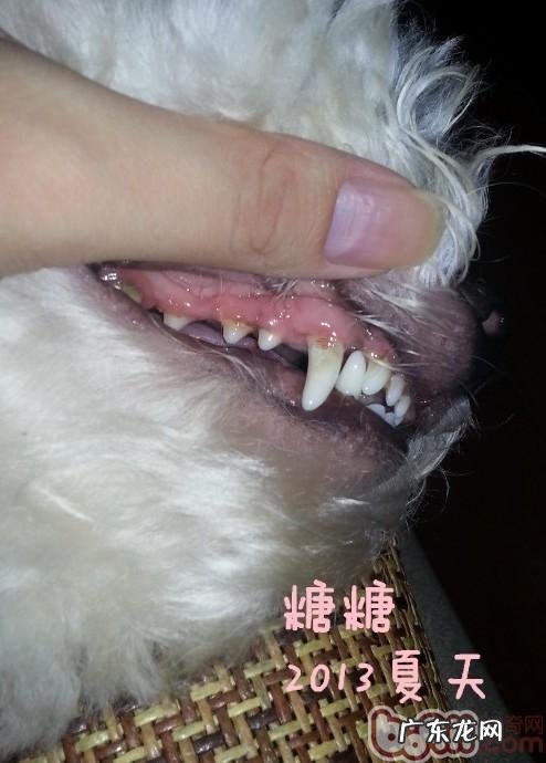 介绍普遍的狗类口腔科难题