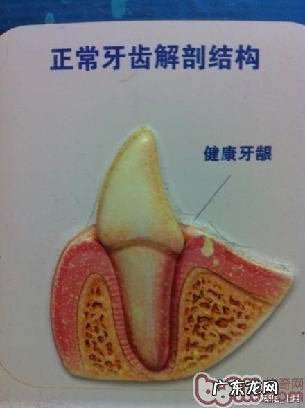 介绍普遍的狗类口腔科难题