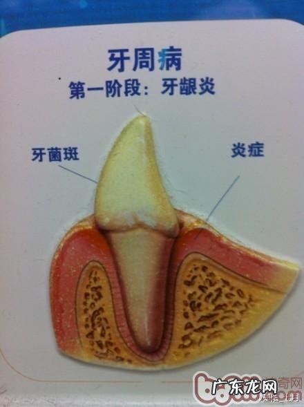 介绍普遍的狗类口腔科难题