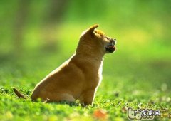 主人家的生活习惯会让小狗抑郁症