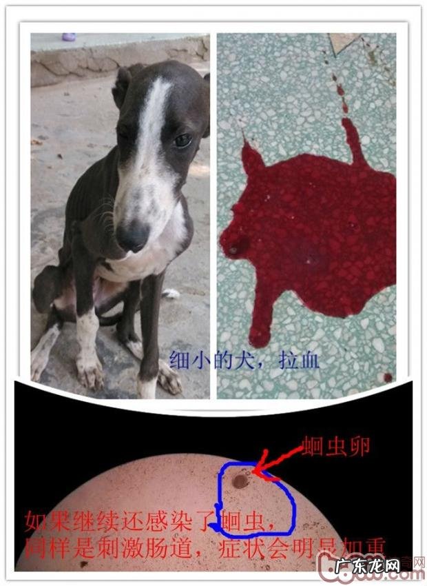 有关犬蛔虫病的详细介绍