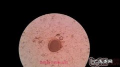 有关犬蛔虫病的详细介绍