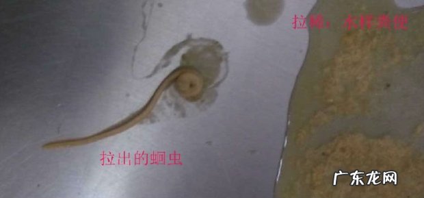 有关犬蛔虫病的详细介绍