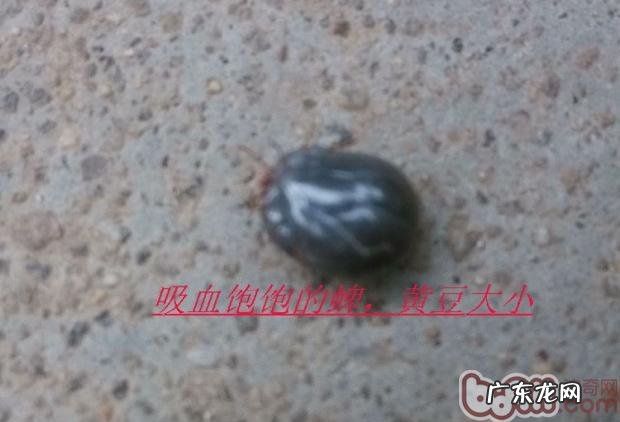 有关蜱虫的伤害和预防提议