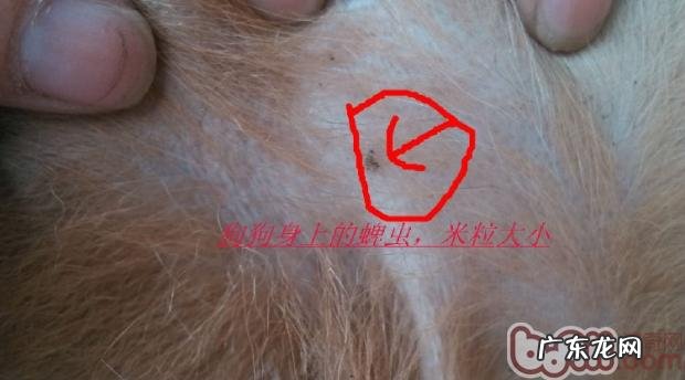 有关蜱虫的伤害和预防提议