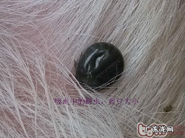 有关蜱虫的伤害和预防提议