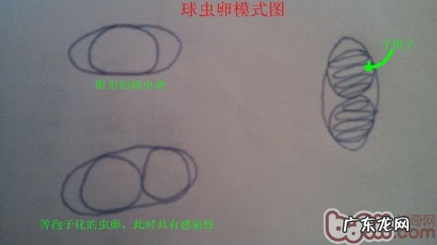 有关犬猫球虫病的详解