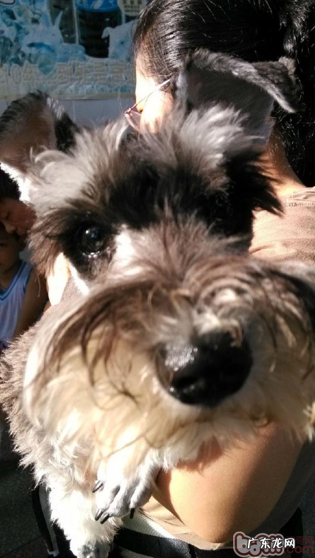 有关犬猫球虫病的详解