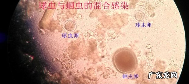 有关犬猫球虫病的详解