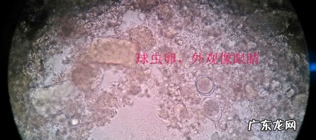 有关犬猫球虫病的详解