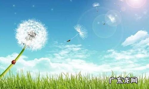 生活就像蒲公英的语句 【抖音文案】描写蒲公英的语句