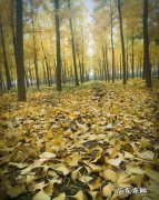 描写古银杏的优美句子 【抖音文案】描写银杏树林的优美句子