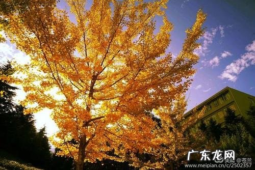 描写古银杏的优美句子 【抖音文案】描写银杏树林的优美句子