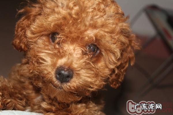 教你合理医治家里小狗犬窝咳