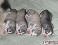 犬感染性支气管急性支气管炎病症介绍