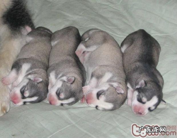 犬感染性支气管急性支气管炎病症介绍