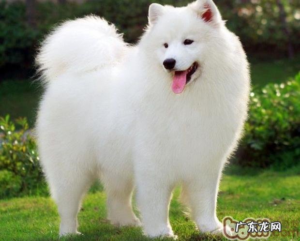 从病症分辨小狗胃肠难题