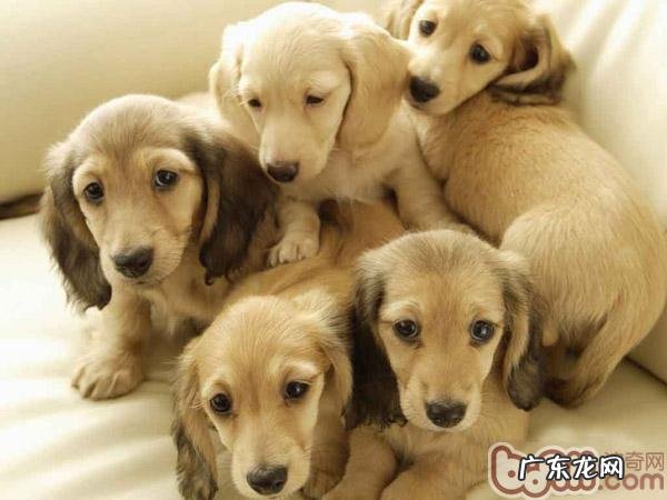 小狗中毒了的治疗措施