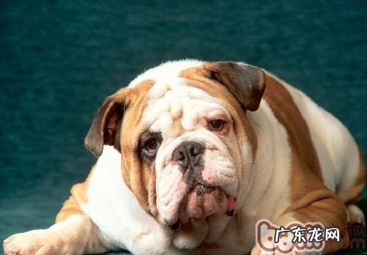 夏天几类要素非常容易造成小狗食物中毒事件