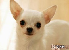 有关犬瘟的早期症状有什么